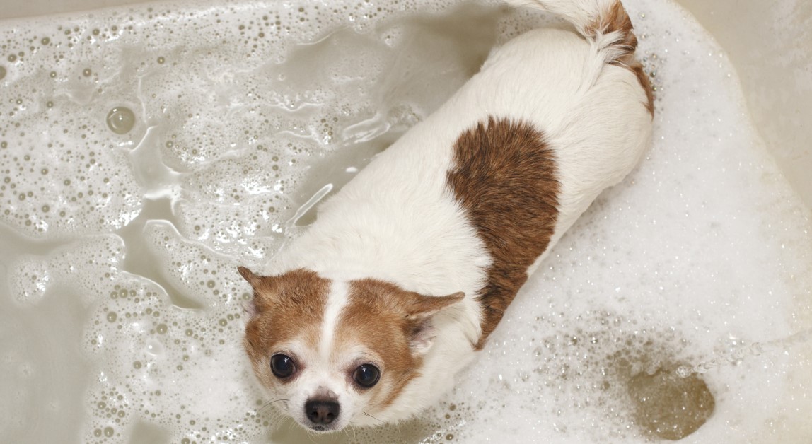 How Often Should I Bathe My Pet?